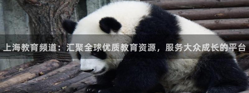 新宝5是什么样子的